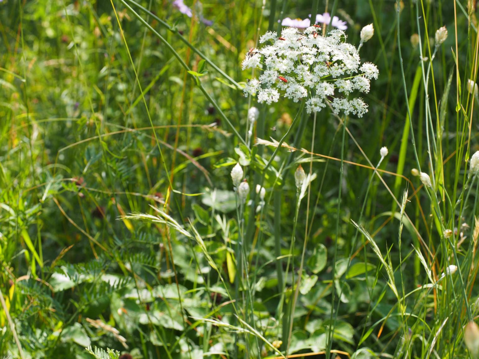 Sermountain, Broadleaved